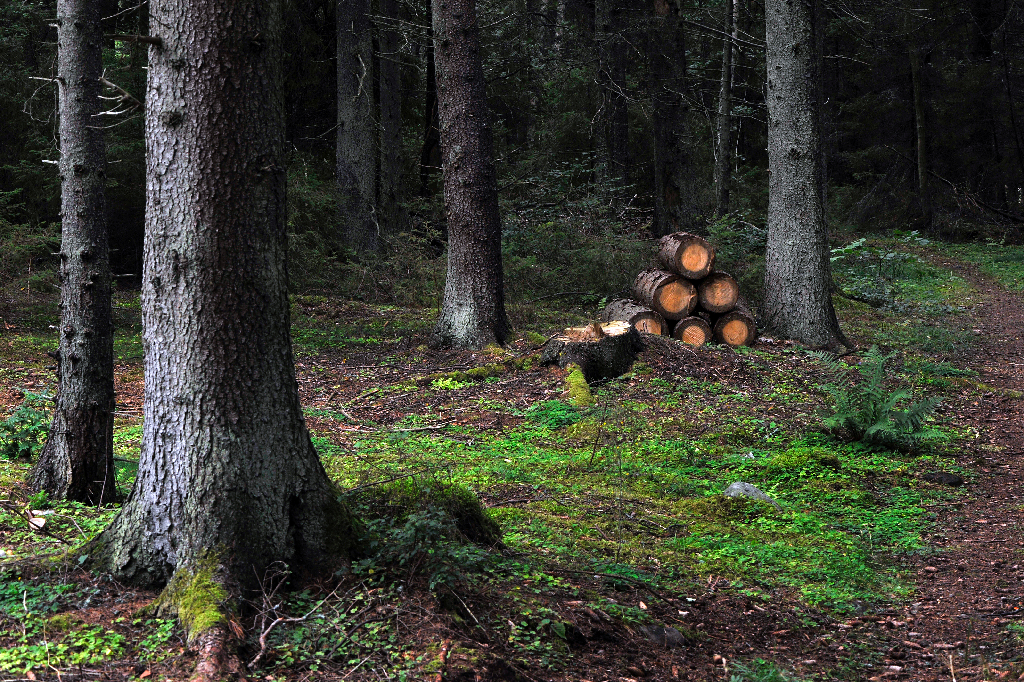 Möbeljätten försäkrar att allt virke kommer från hållbara och ansvarsfulla skogsbruk.