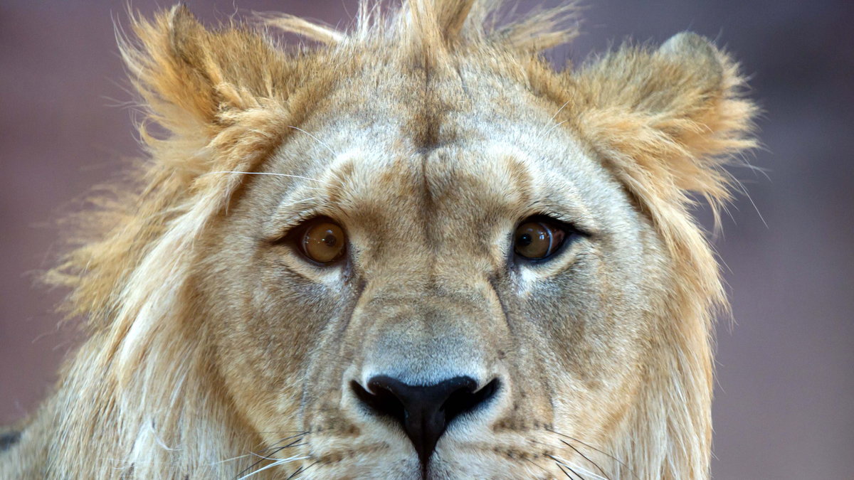 Lauren Fagen hade blivit varnad för att de vilda djuren på cenret kan gå till attack, men valde ändå att pussa lejonet.