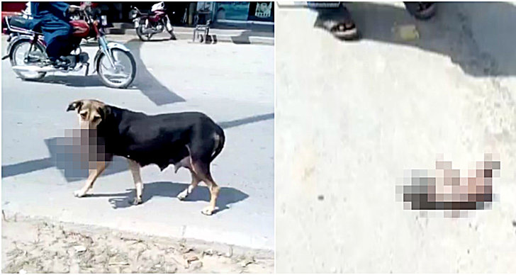 Hund, Obehagligt, Pakistan