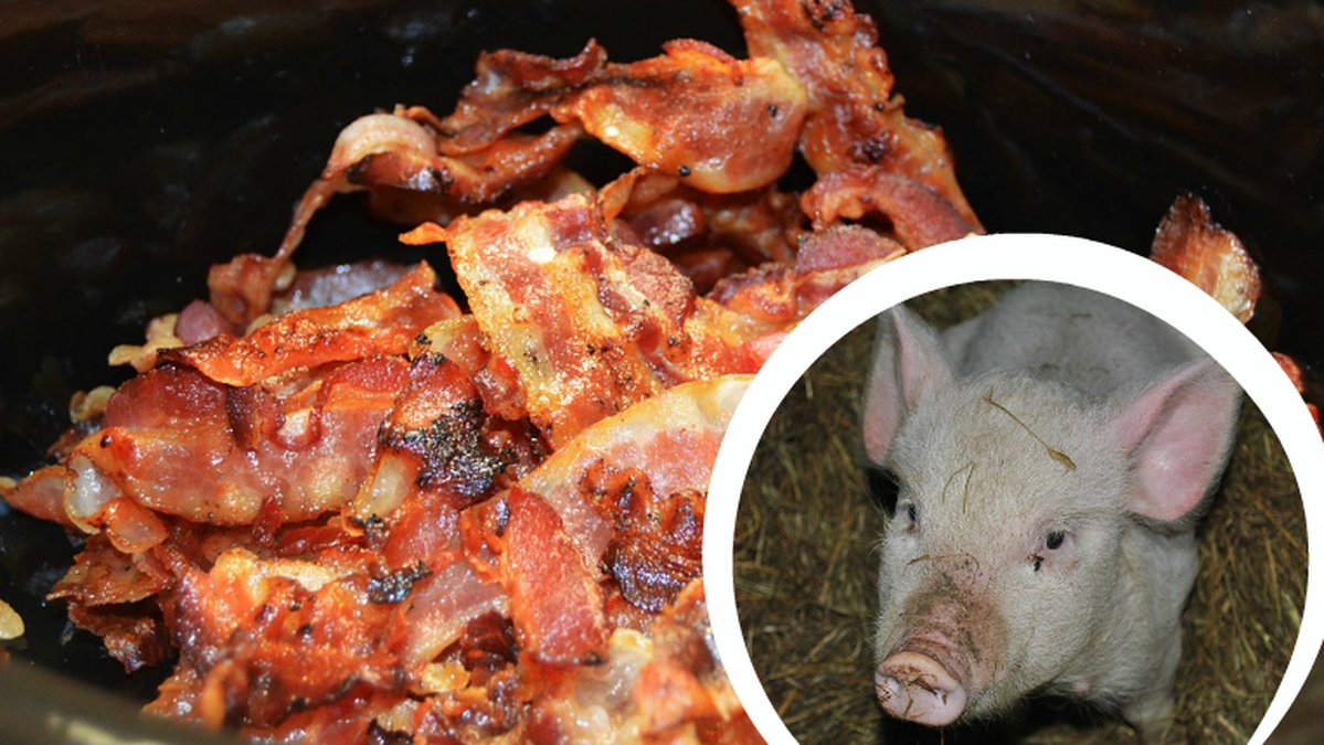 Stekt bacon och en griskulting