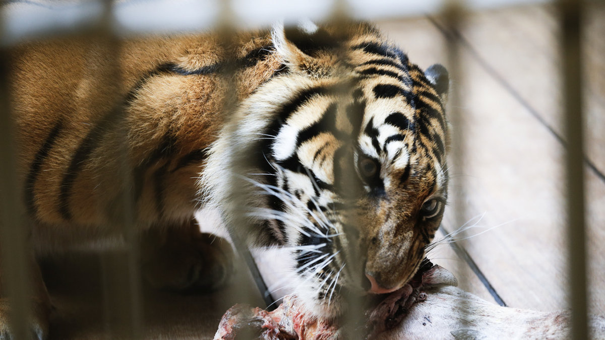 En tiger sköts ihjäl efter att ha skadat en städare svårt i Florida. Arkivbild.