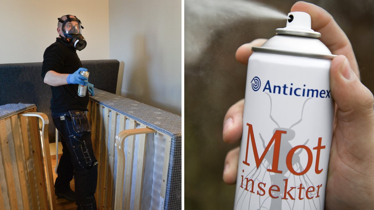 Pälsänger i hemmet: Så blir du av med ohyran i garderoben