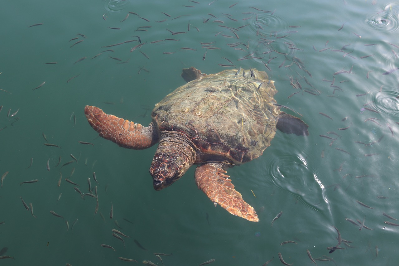 Caretta Caretta Caretta Caretta