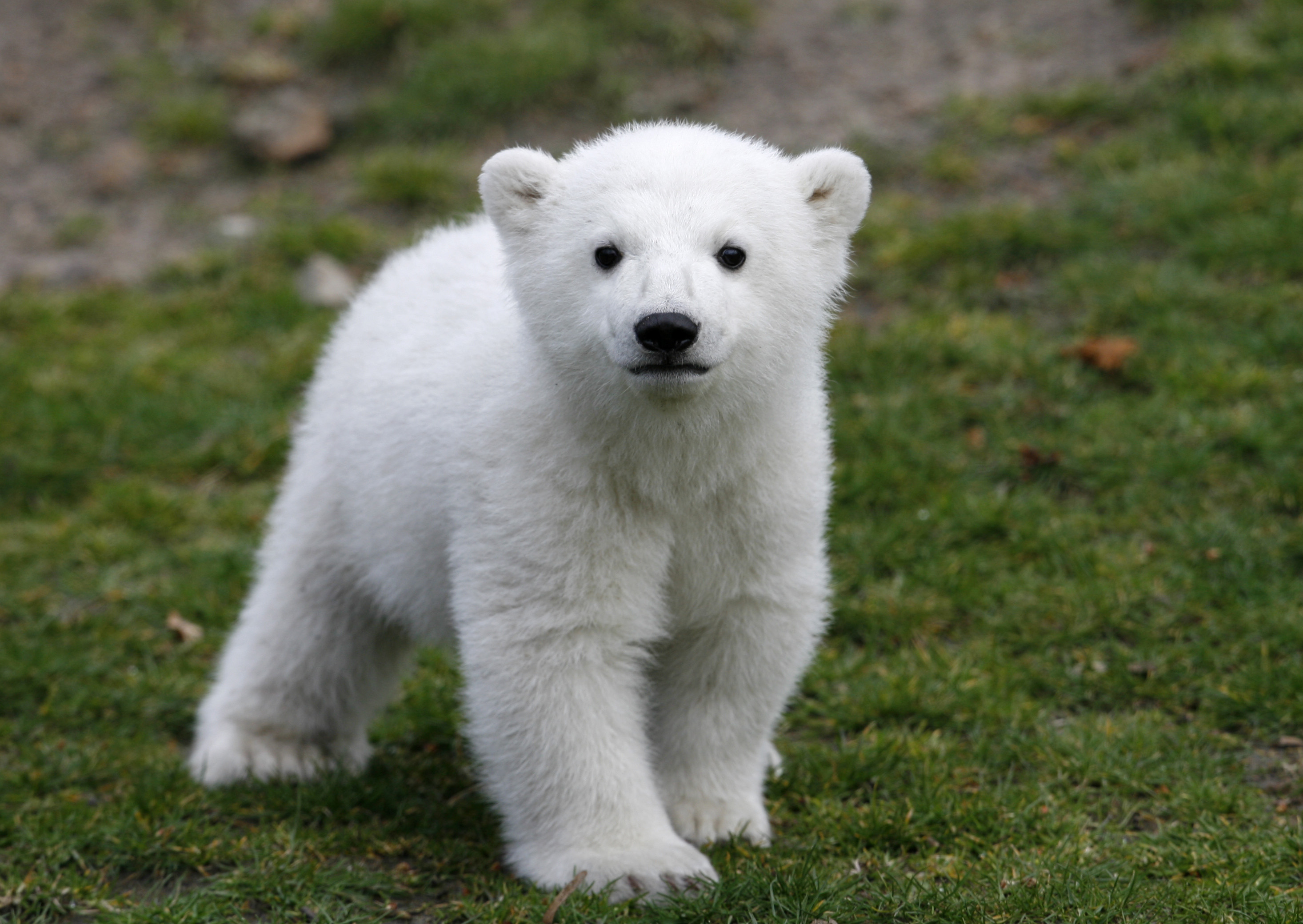 Knut var den första isbjörnunge som fötts och överlevt på Berlin Zoo på över 30 år.