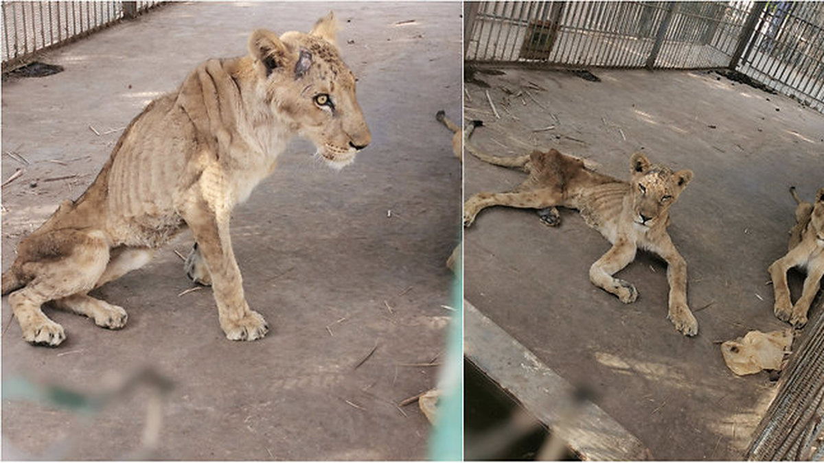 I de starka bilderna som delats syns gravt utmärglade lejon i en bur på zooet. 