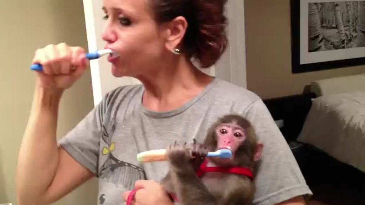 Darwin lär sig borsta tänderna.