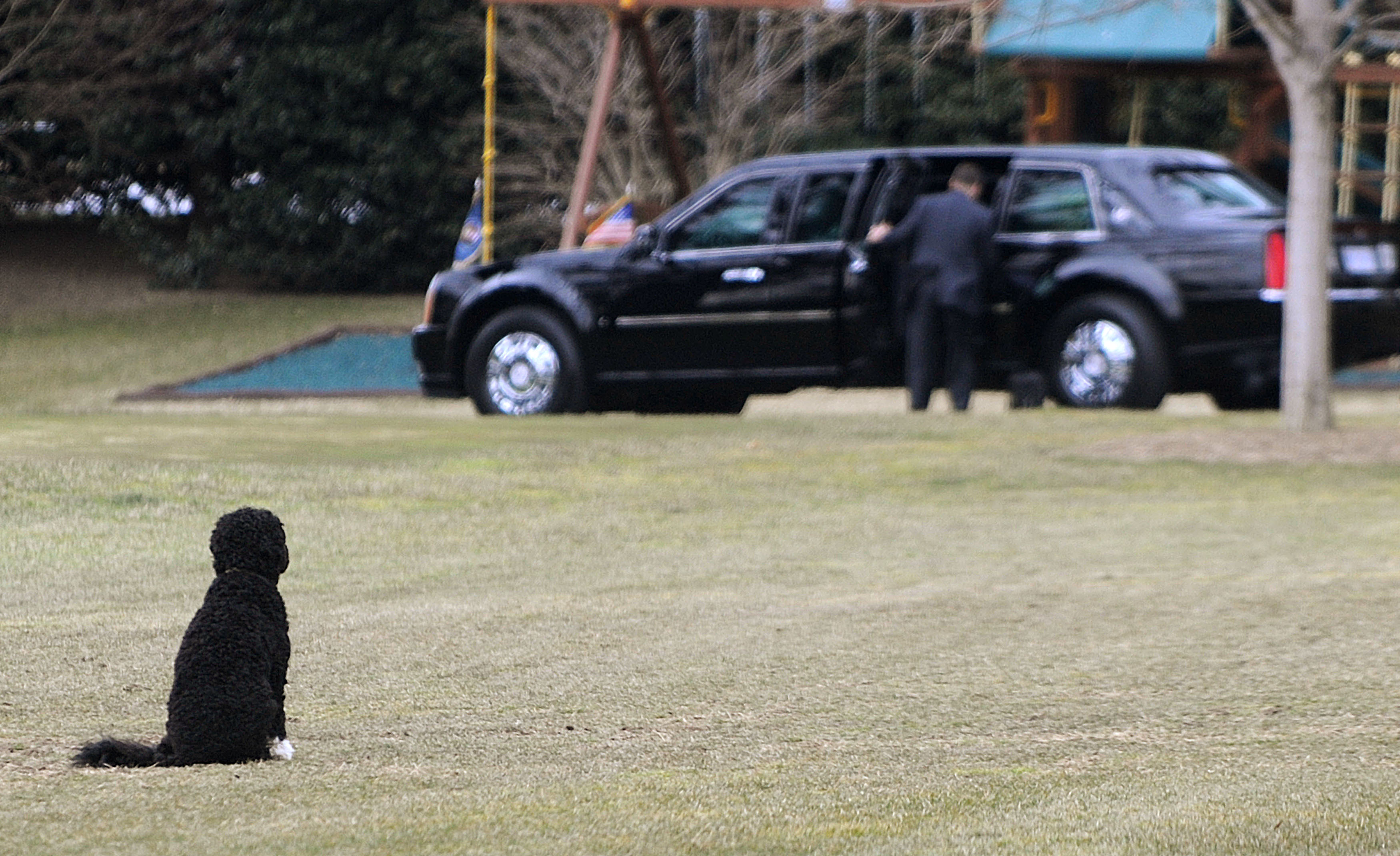 Presidenthunden Bo inväntar president Barak Obama.