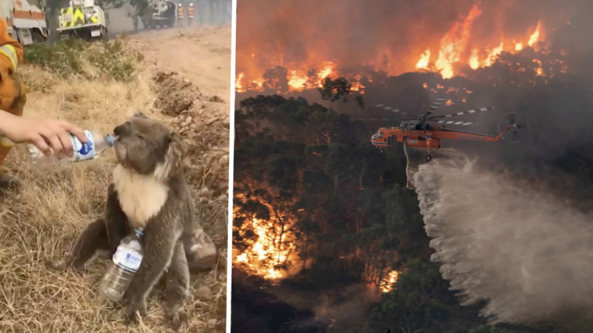 Tre miljarder djur misstänks ha dött i skogsbränderna i Australien 