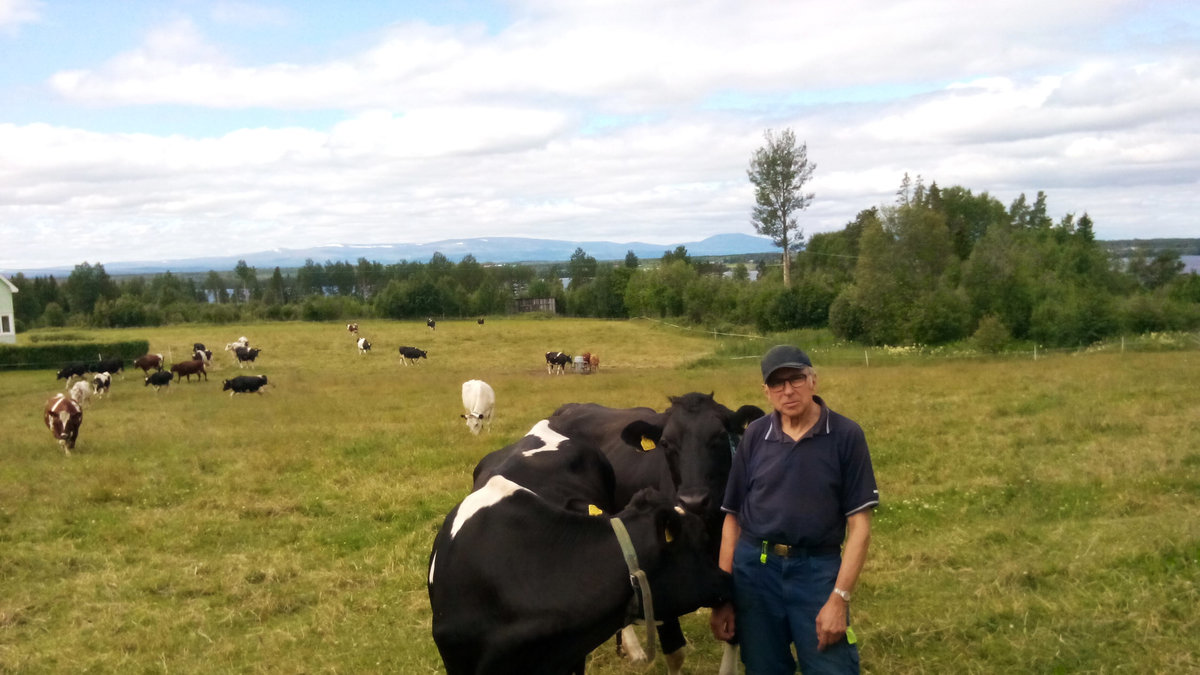 Henry Olofsson har varit mjölkbonde i hela sitt liv.