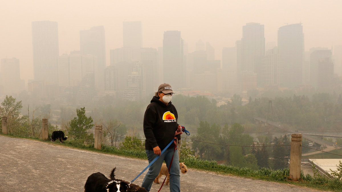 Hundrastaren Leslie Kramer i kanadensiska Calgary bär munskydd för att skydda sig mot röken som dragit in från skogsbränderna i norra Alberta.