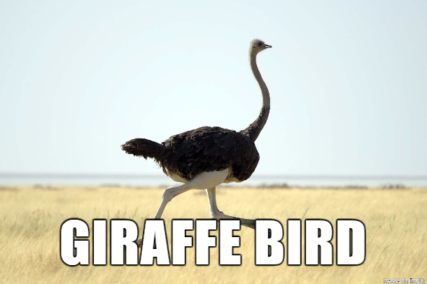 "Giraff-fågeln" är lika lång och ståtlig som giraffen. "Giraff-fågeln" är lika lång och ståtlig som giraffen.