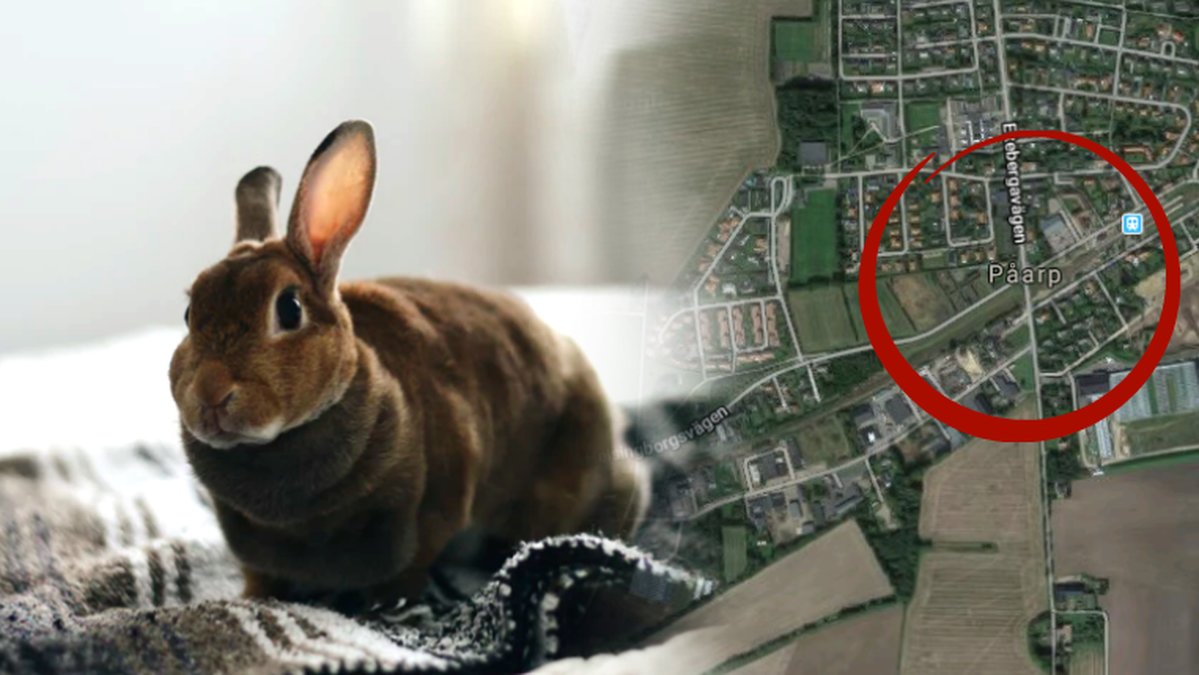 Kaniner hittade med avklippta öron i Påarp. 