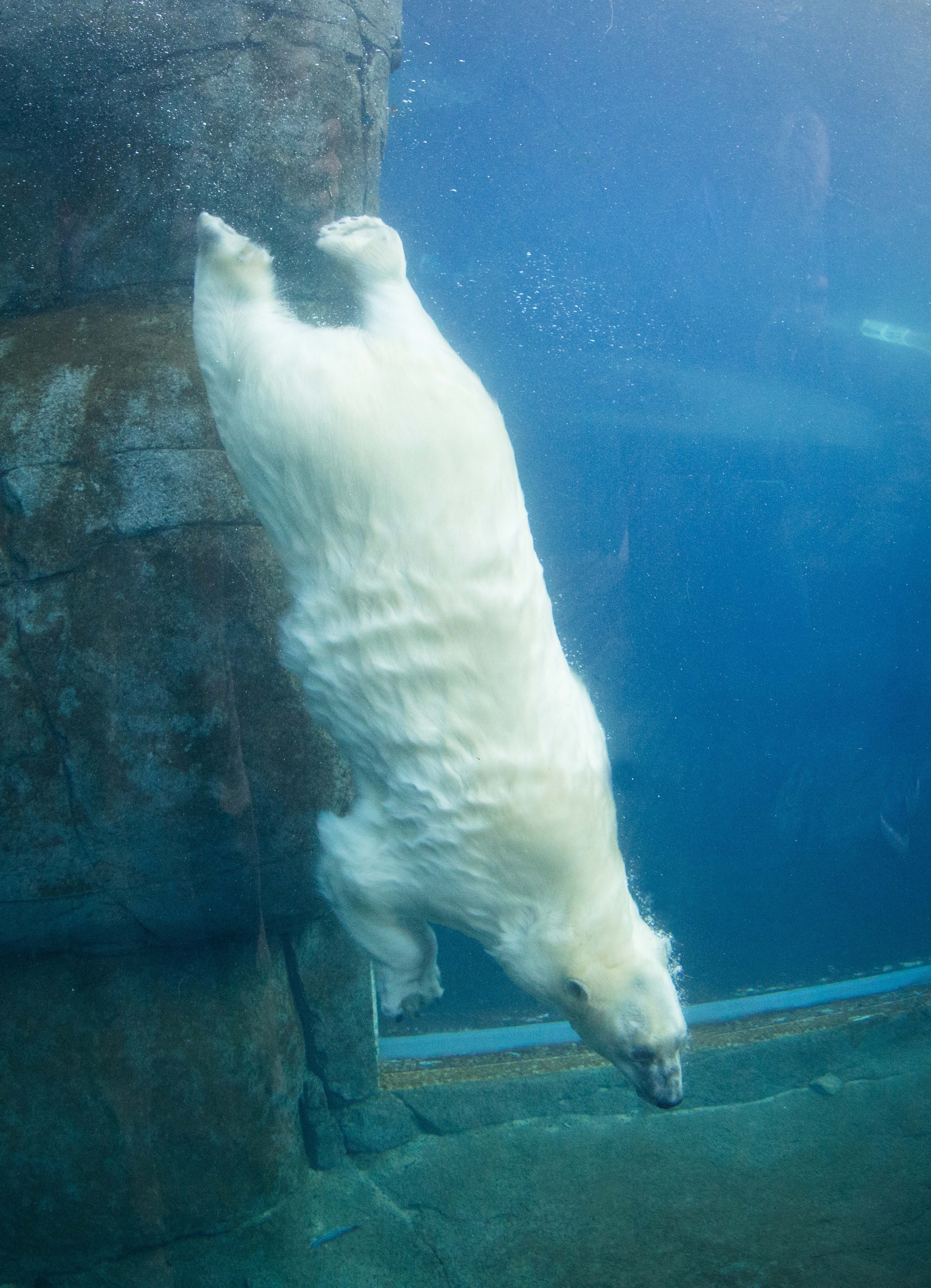Visste du att isbjörnar kan simma långa distanser utan att stanna? 