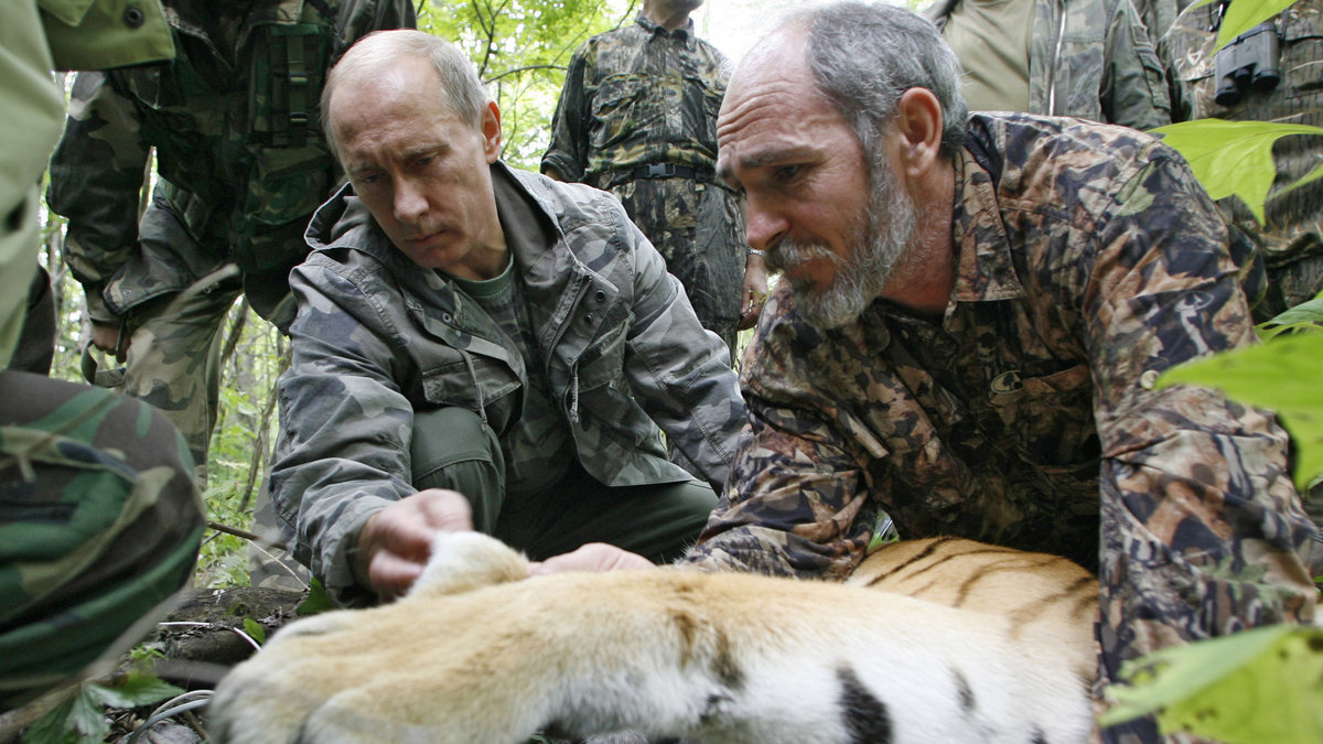 År 2008 var Putin med ett gäng forskare som sövde ner en tiger och tog prover.