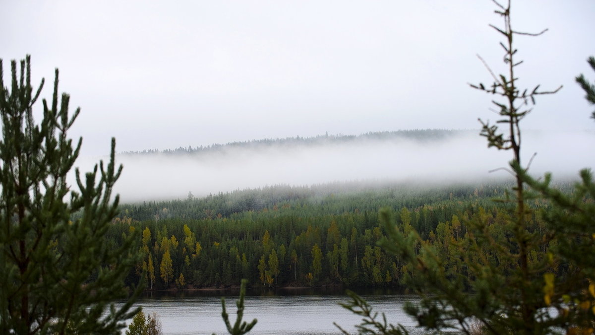 Barrskog i närheten av Jokkmokk i Norrbotten. Sådana skogar kan komma att förändras när temperaturen stiger.