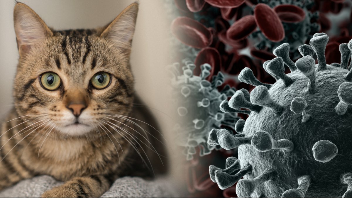 Katter kan smittas av coronaviruset.