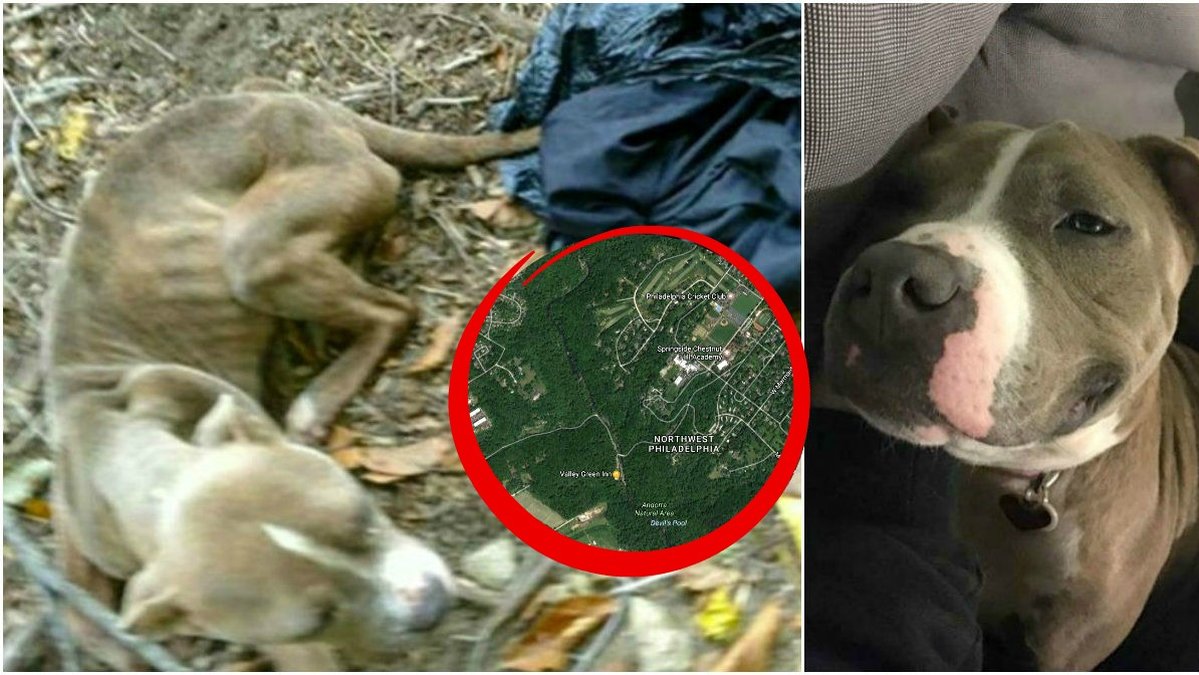 Den tvååriga pitbullhunden Cranberry hittades svårt undernärd i en sopsäck av en förbipasserande.