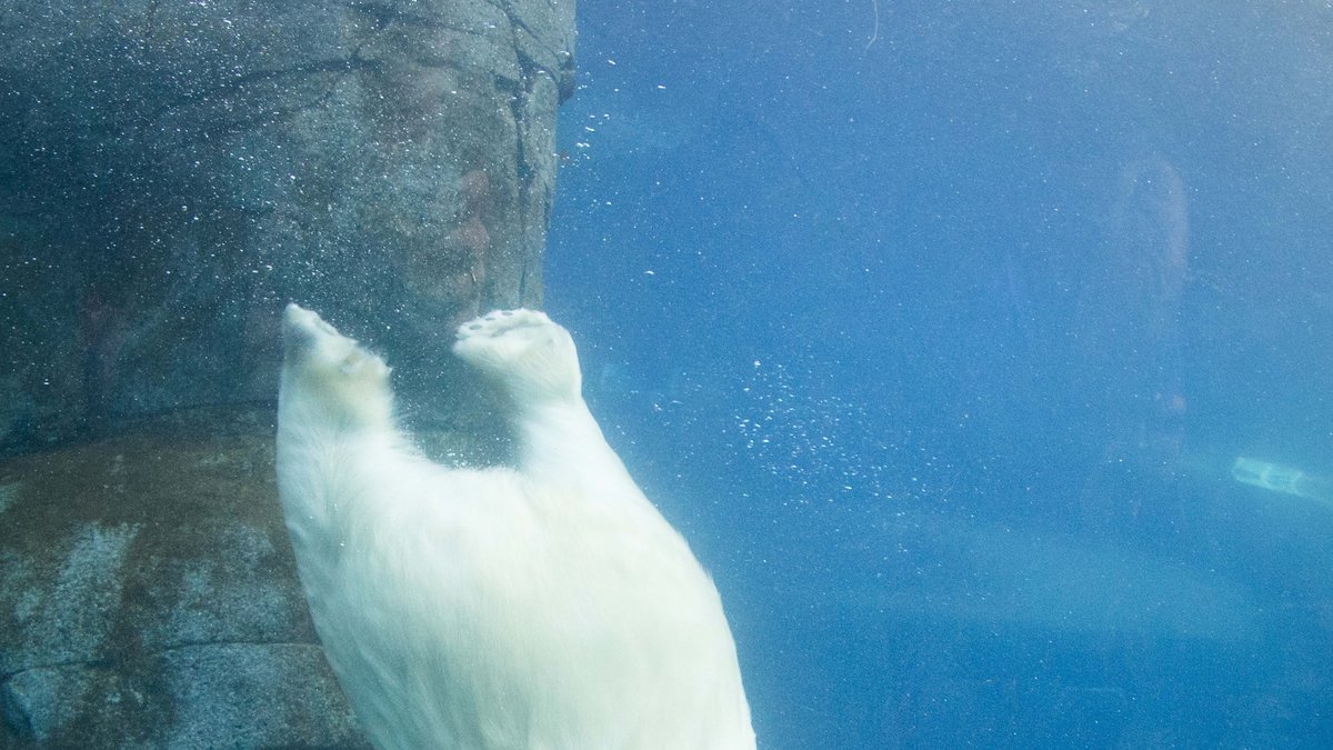Visste du att isbjörnar kan simma långa distanser utan att stanna? 