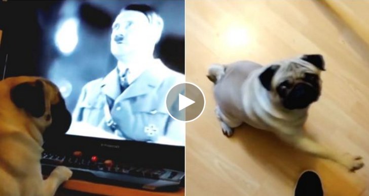 Nazism, Hitler, Hund