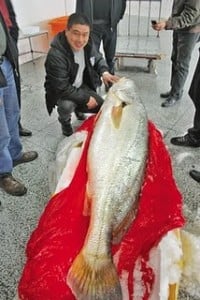 Kina, Fisk, Utrotningshotad