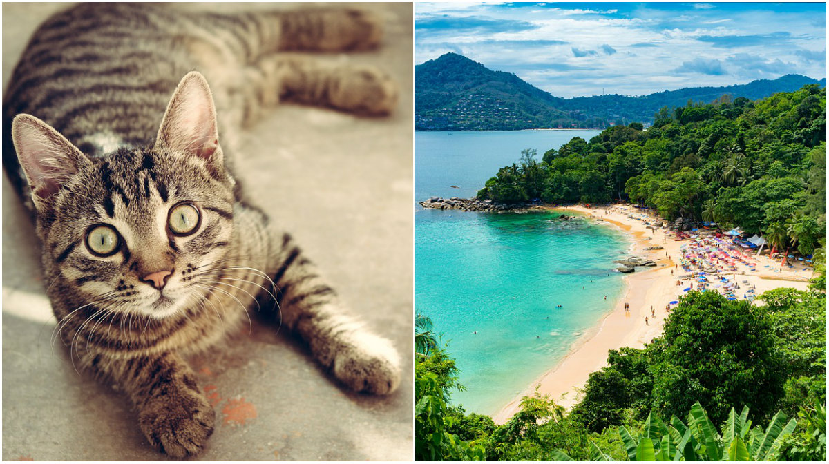 En kattägare från Söderköping lämnade sina två katter ensamma när hen reste till Thailand.