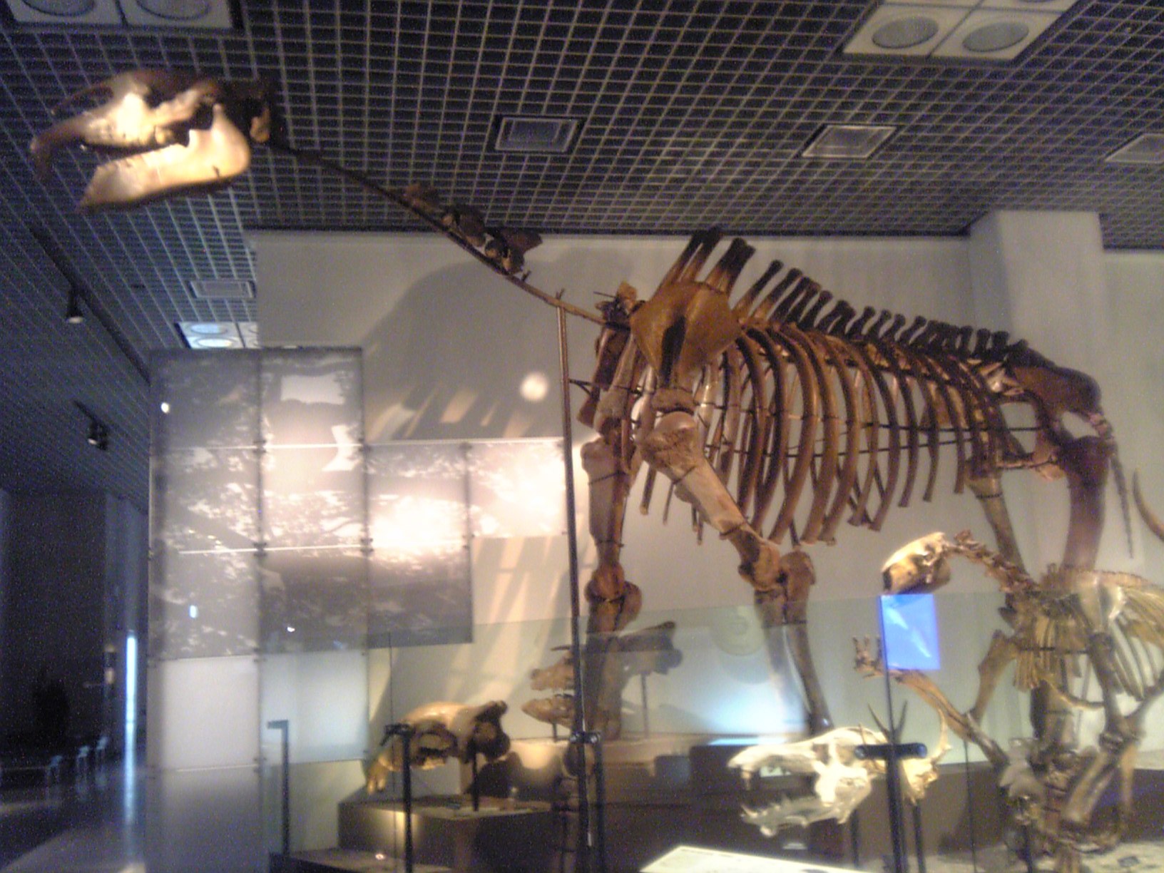 Indricotherium Indricotherium