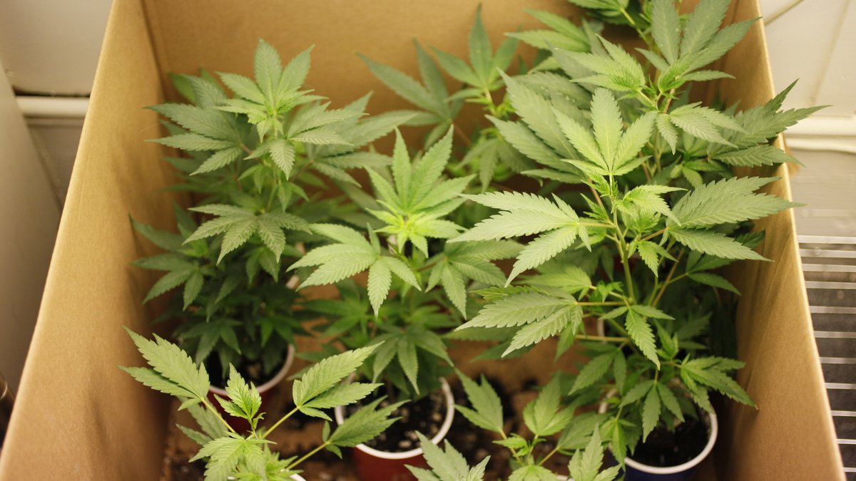 Det skulle, enligt rapporten, slå undan benen för illegala cannabisfabriker.