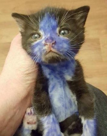 De togs direkt till ett räddningscenter för katter, där de på en gång fick komma till en veterinär eftersom man inte riktigt visste hur mycket färg de hade fått i sig.