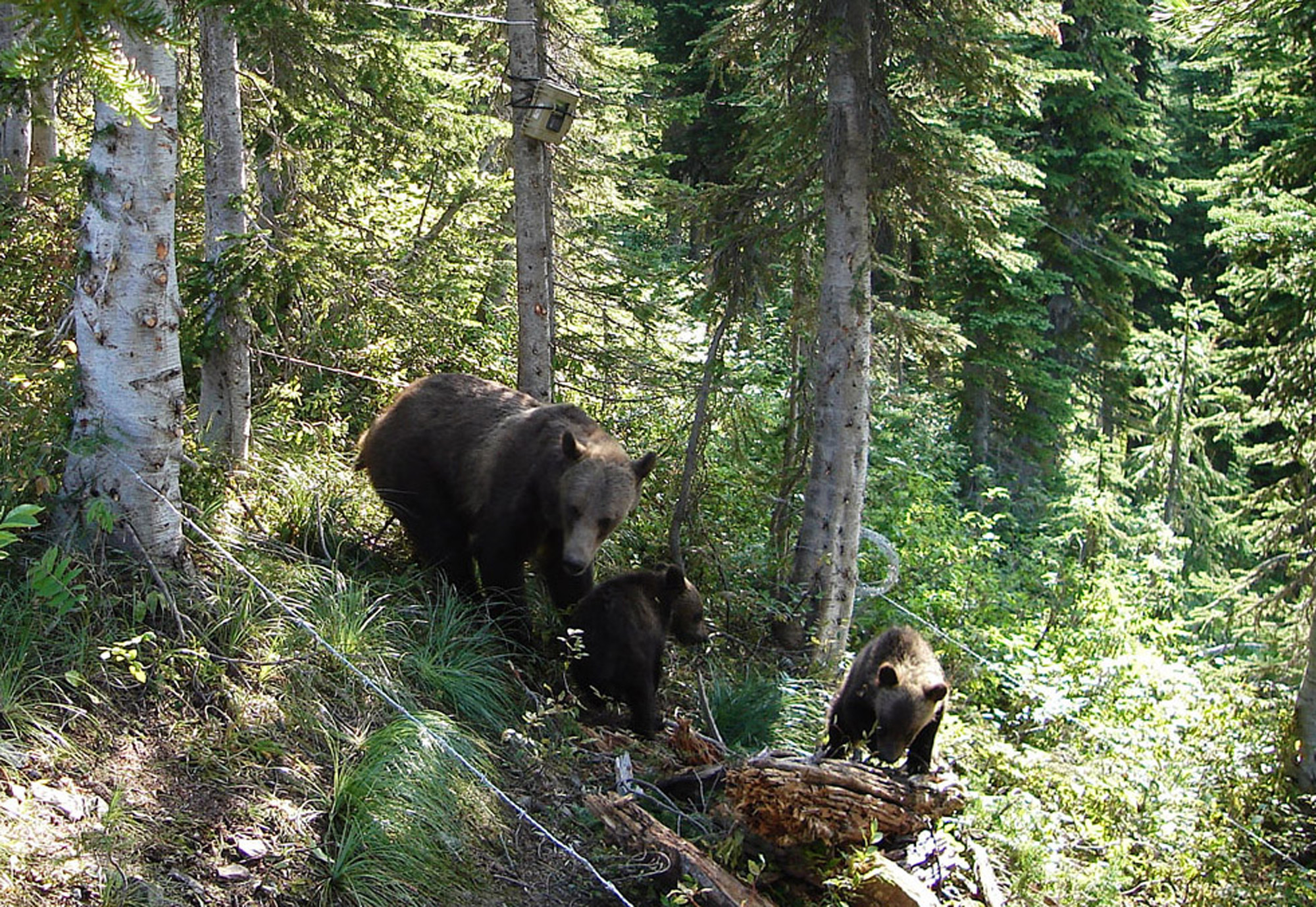En grizzlybjörn gick till angrepp mot en kvinna som försvarade sig med en...