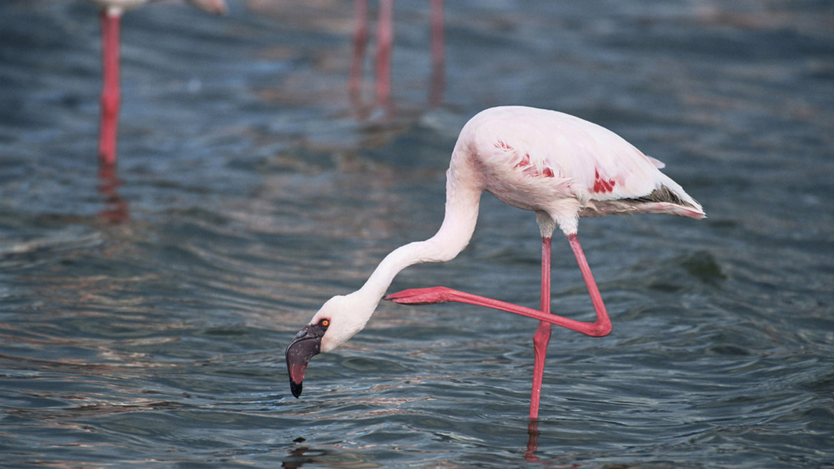 Mindre flamingo i en sjö i Tanzania. Arkivbild.