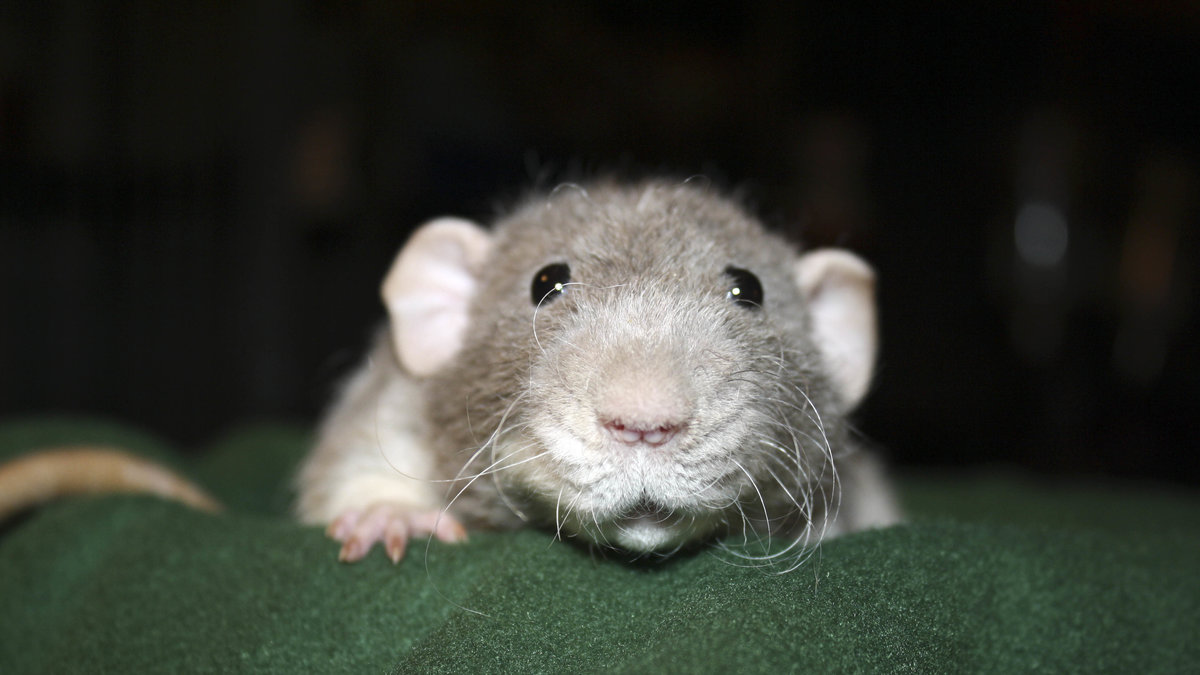 8. Råttor skrattar när de blir kittlade. 

