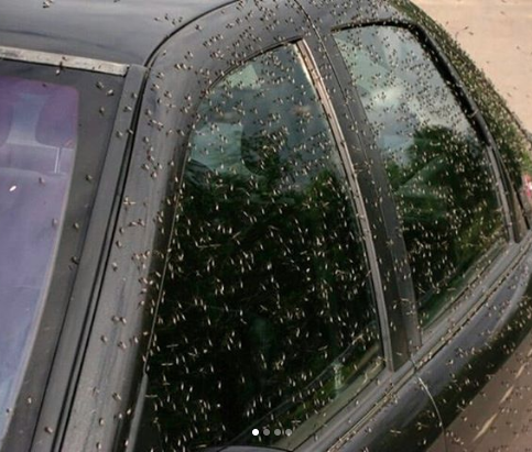 Myggen invaderar en bil. Myggen invaderar en bil.