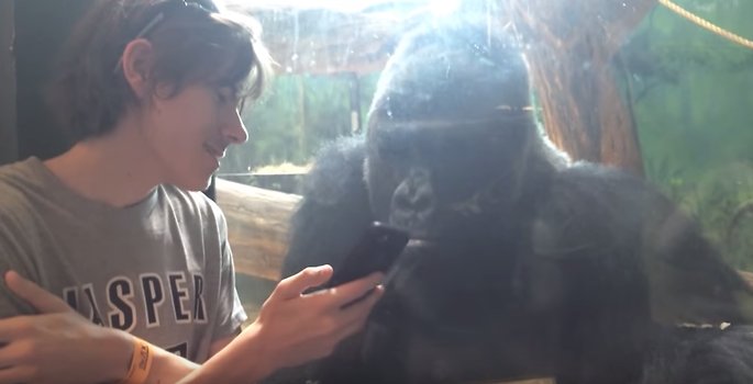 Gorilla, Zoo