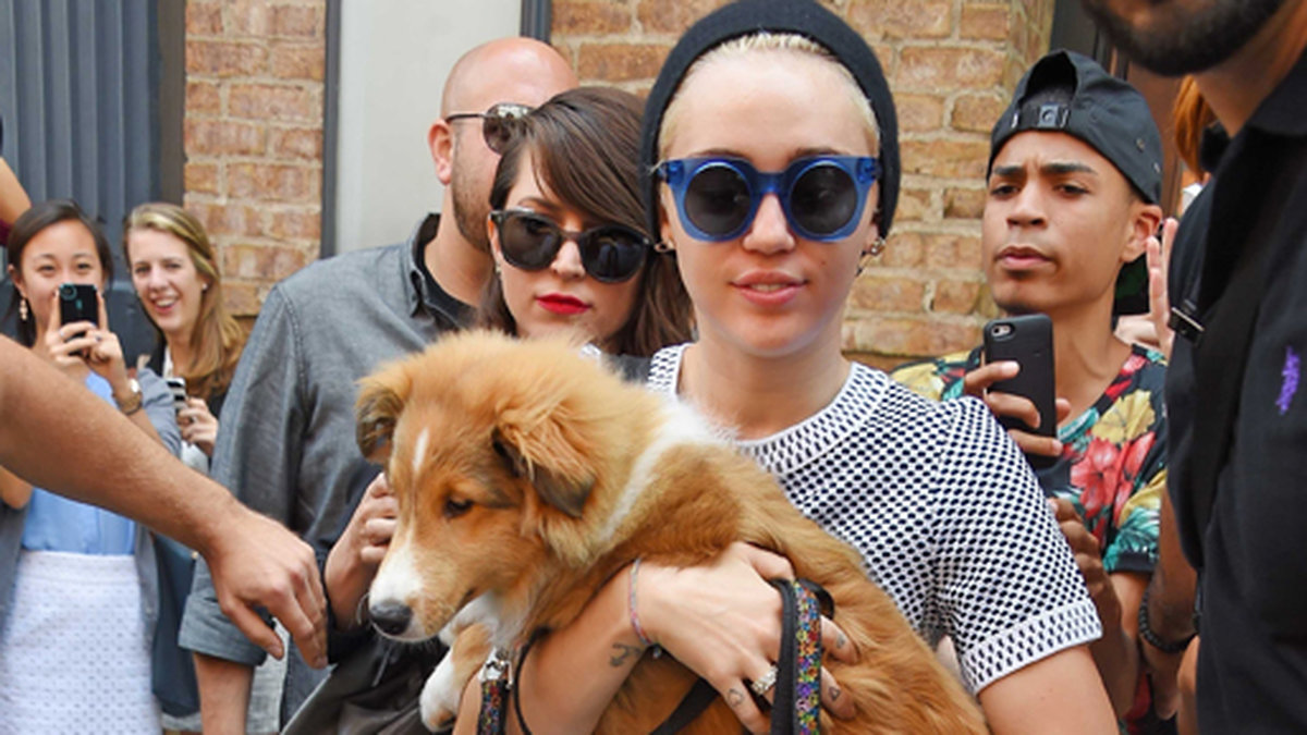 Miley kånkar runt på sin hund.