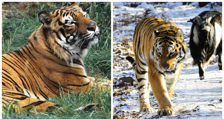 Forskning, Tiger, Tigrar
