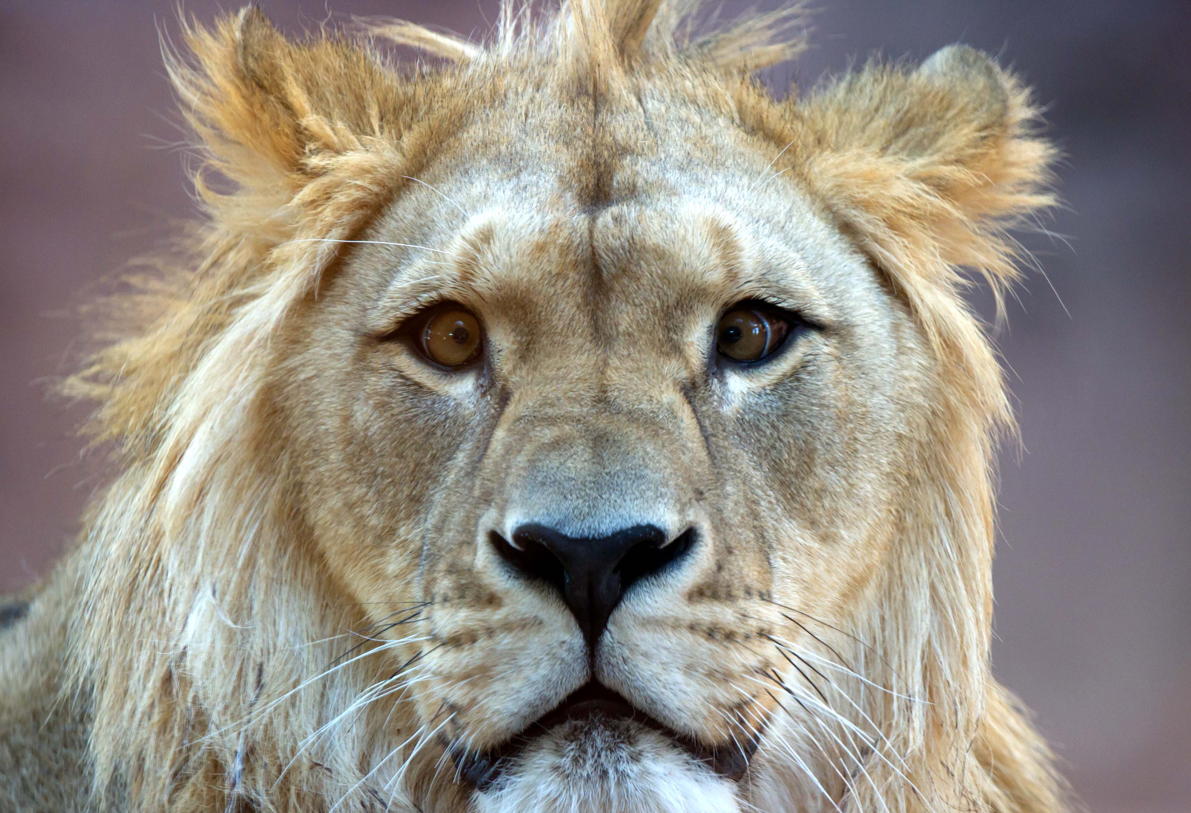 Lauren Fagen hade blivit varnad för att de vilda djuren på cenret kan gå till attack, men valde ändå att pussa lejonet.