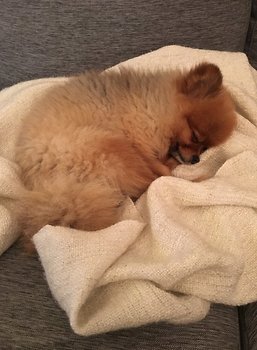 Dödsfall hund Dödsfall hund