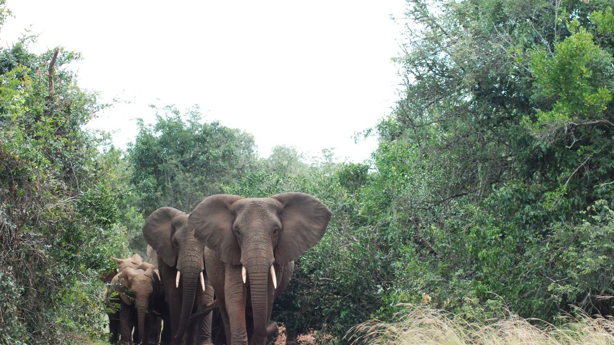 Elefanter: Elefanter må vara söta… men tunga. Varje år trampas 500 personer ihjäl av elefanter.