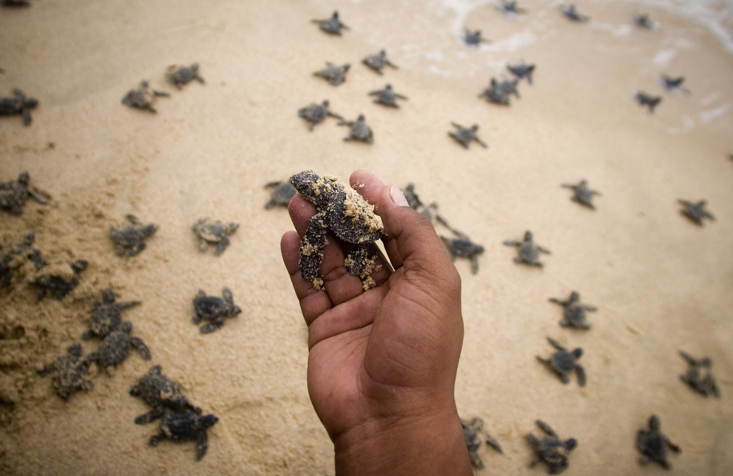 Omkring 20 000 sköldpaddsungar dog i massakern. Obs bilden är inte tagen vid samma tillfälle