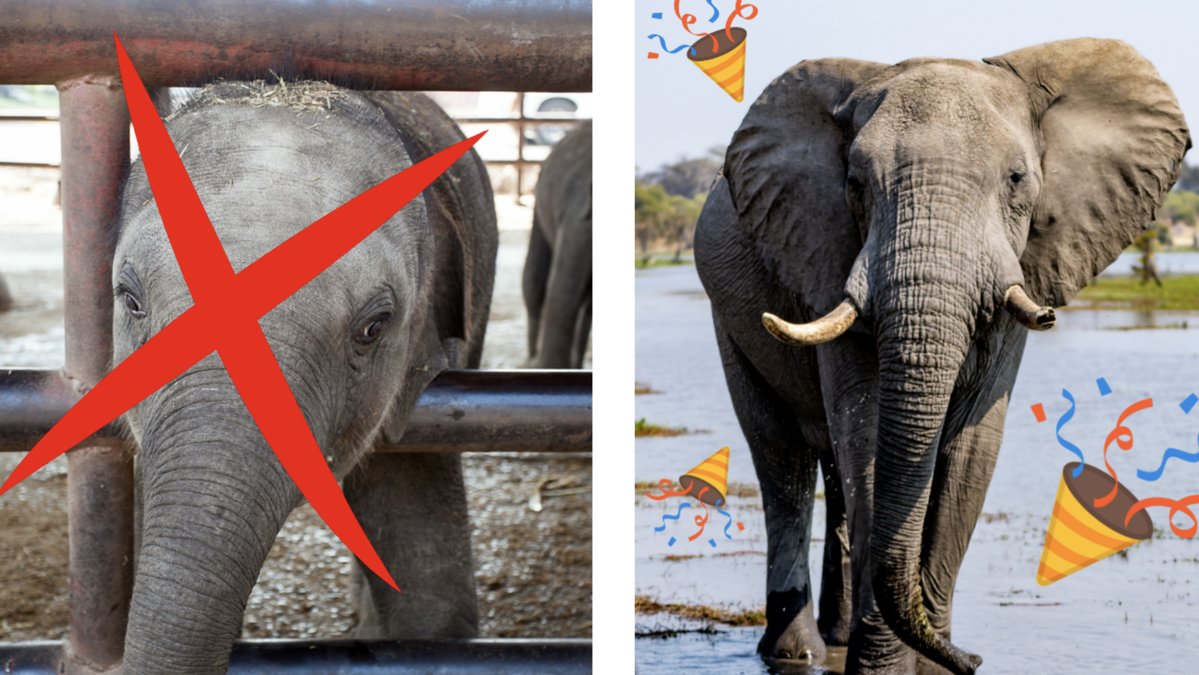 Handeln av vilda elefanter till zoo och djurparker förbjuds världen över. 