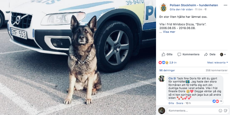 Polishunden Doris Polishunden Doris