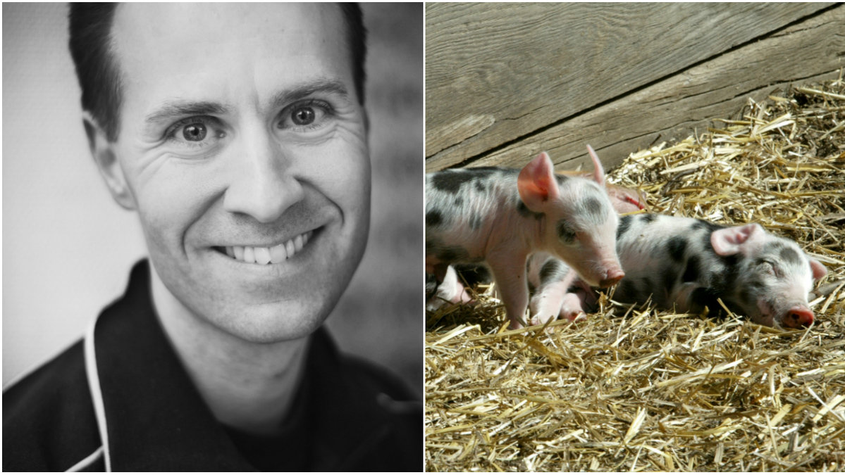 Martin Smedjemark skriver om djurrätt och hans aktivism för djuren.