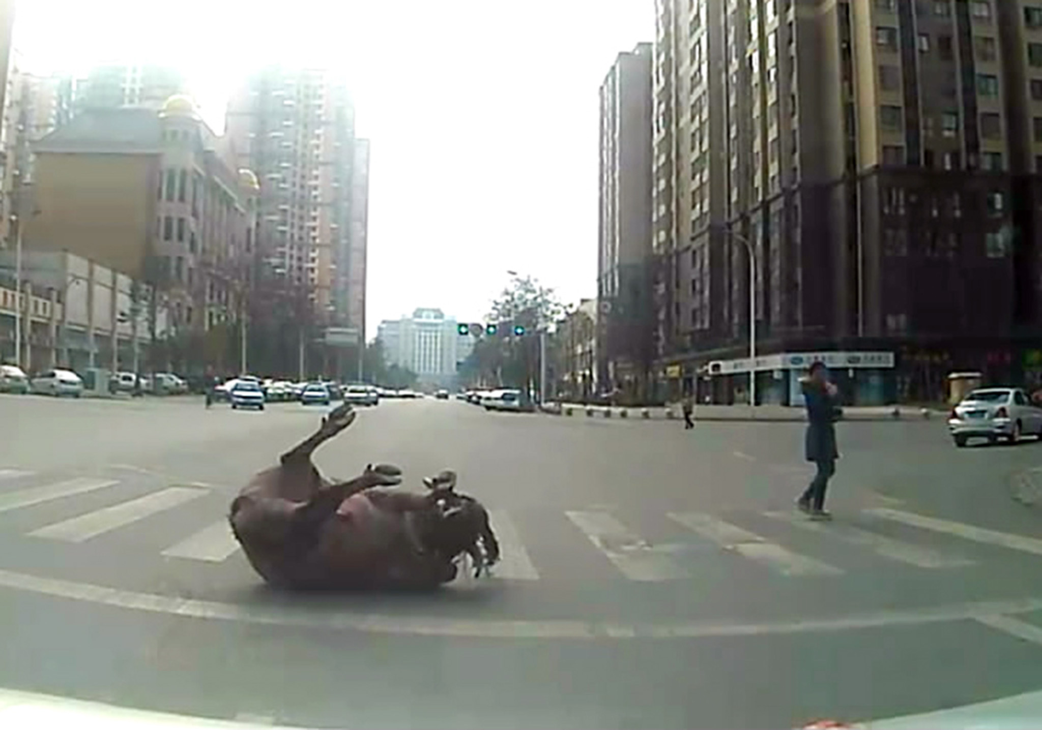 En 700 kilo tung vattenbuffel skapade kaos i trafiken. 