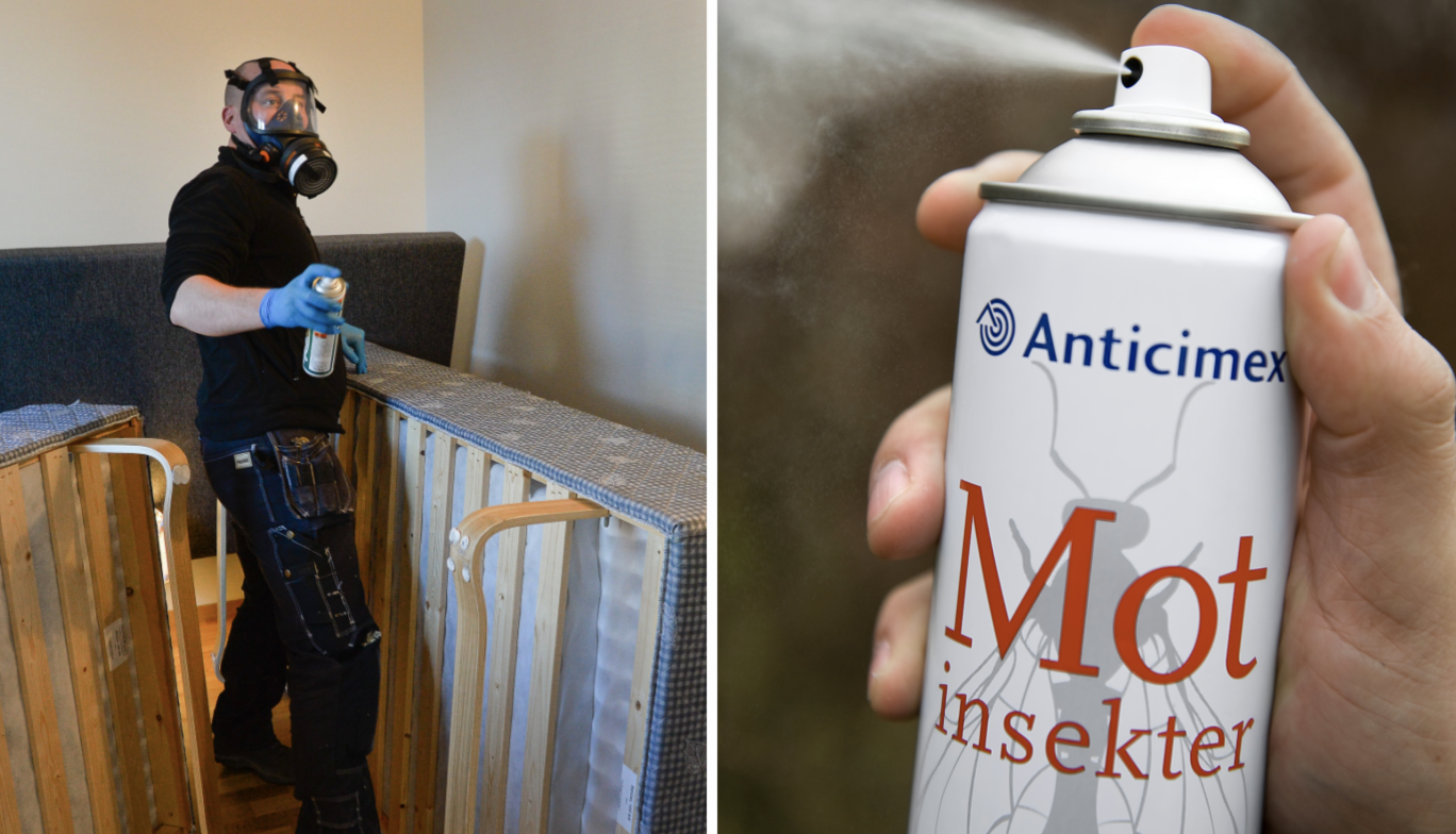 Pälsänger i hemmet: Så blir du av med ohyran i garderoben