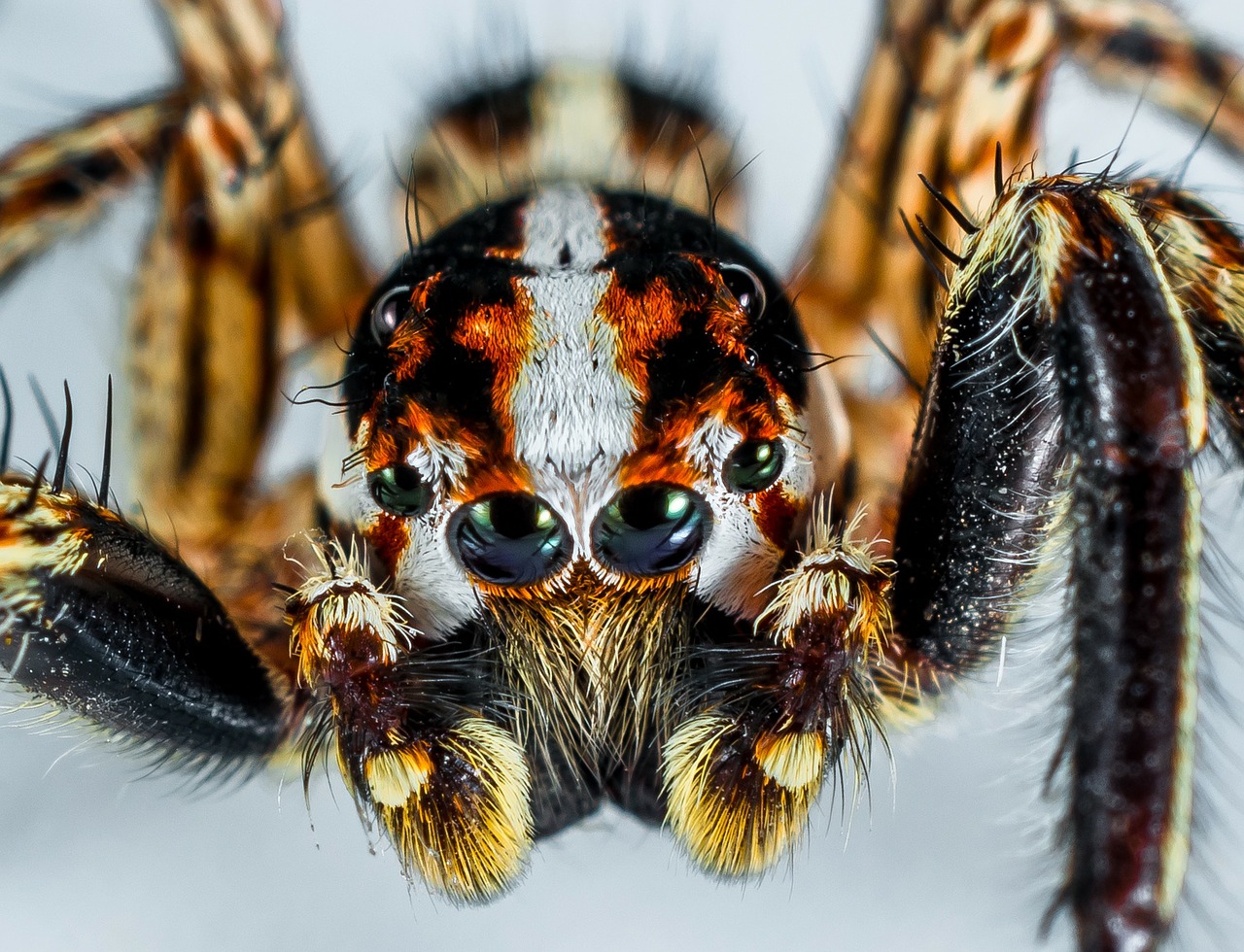 Så att du som lider av spindelfobi kan se att spindlar egentligen är rätt söta.