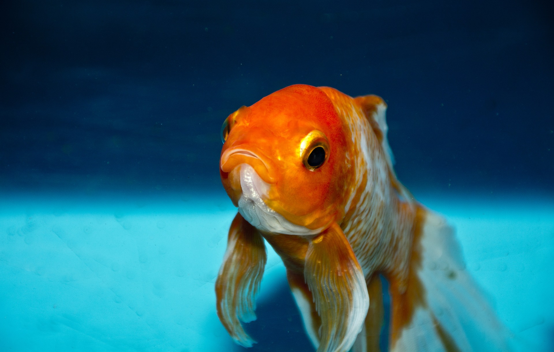Guldfisk Guldfisk