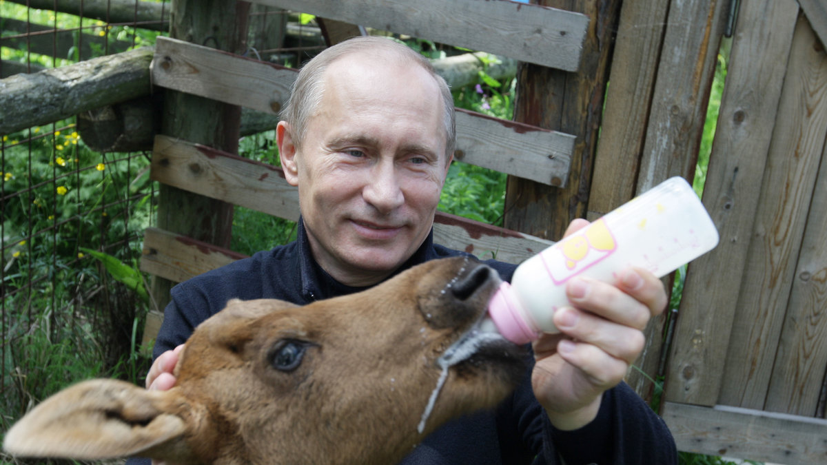Här matar han en älgkalv på ett zoo i Moskva.