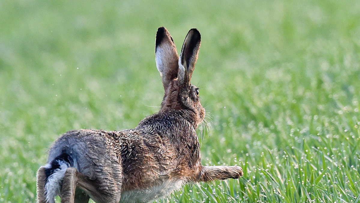 Haren beskrivs som "tjock".