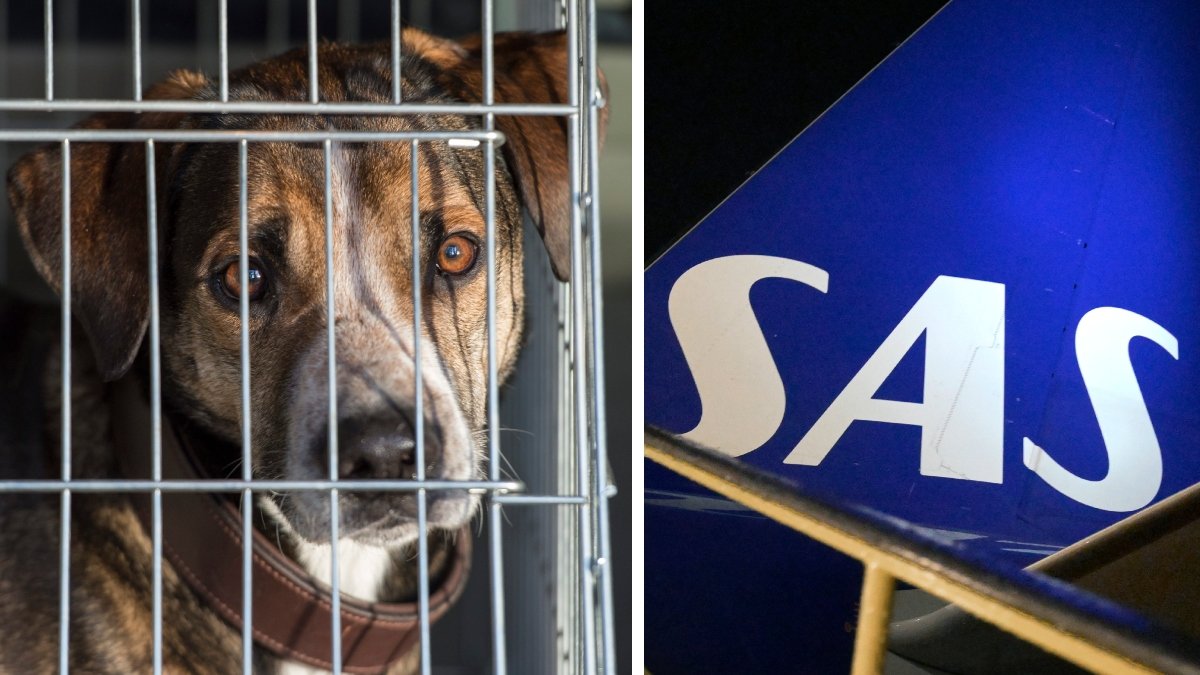 SAS anklagas för att transportera hundar till djurlabb i en ny Djurens Rätt-kampanj.