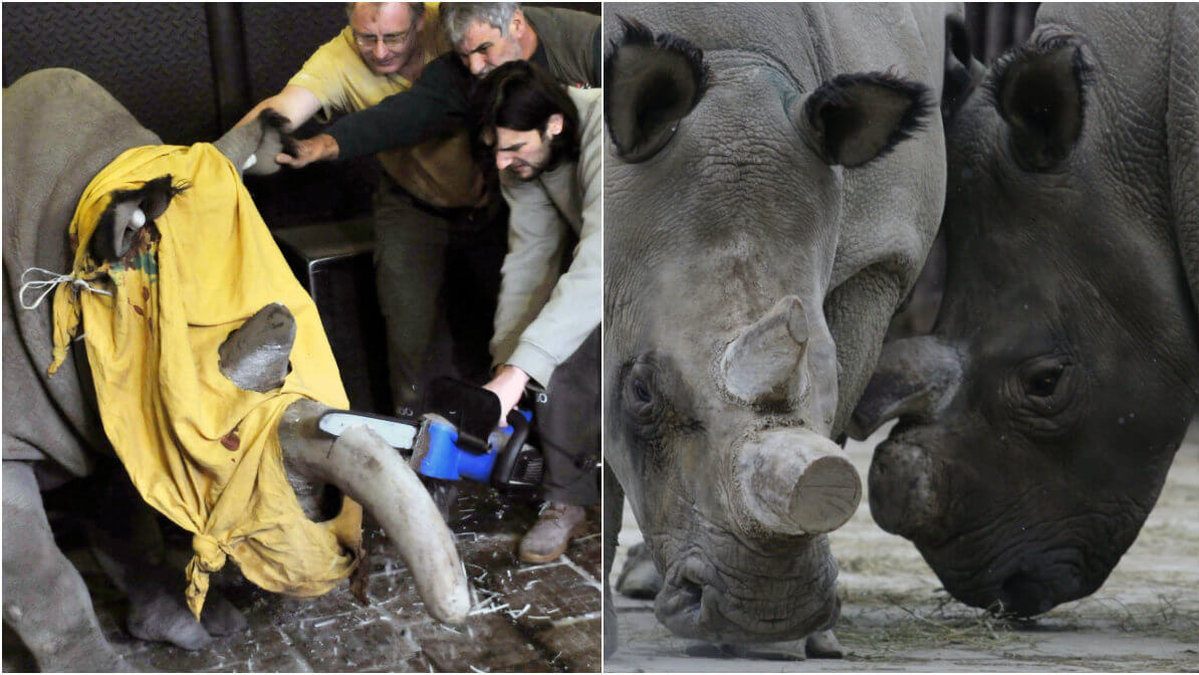 En djurpark i Tjeckien har bestämt sig för att såga av hornen på alla noshörningar.